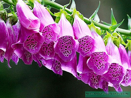 Digitalis coloca en el diseño del paisaje + reglas para plantarlo y cultivarlo