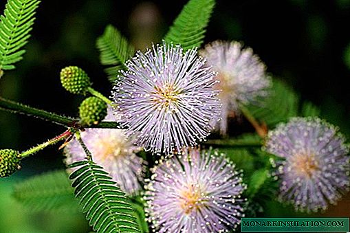 Mimosa schüchtern - häusliche Pflege für die empfindlichen