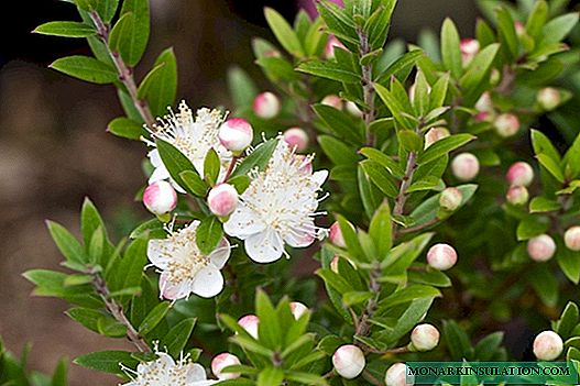 Pohon Myrtle - simbol kedamaian dan ketenangan di rumah Anda