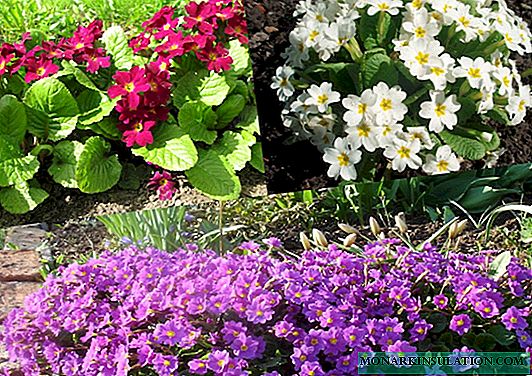 Flerårige blomster for hele sommeren: de beste variantene for å anlegge hagen
