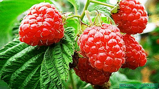Variety of raspberry varieties: early, late, large-fruited, etc.
