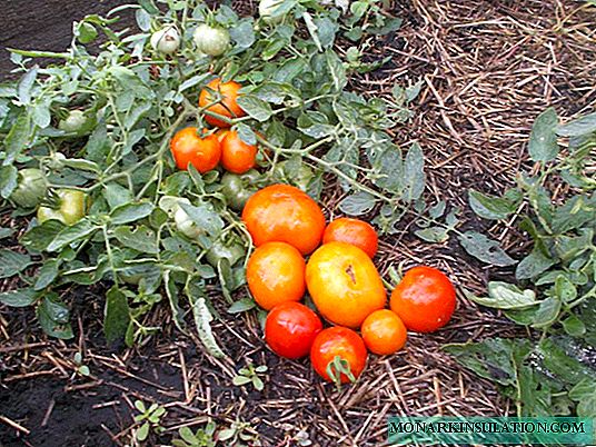 Nain de Mongolie: variété de tomate sibérienne surdéterminée