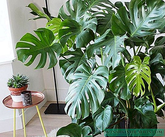 Monstera - learn to properly care for tropical vines.