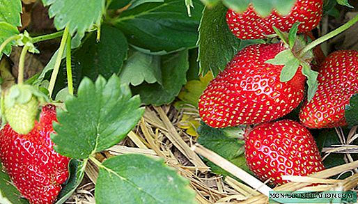 Monterey - California Garden Repair Strawberry