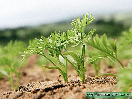 Zanahorias: preparación para métodos de siembra y cultivo.