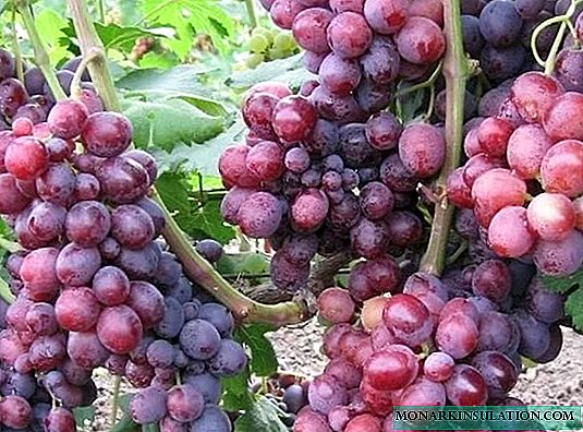 Azálea resistente ao gelo - uma variedade de uva de mesa precoce, adequada mesmo para iniciantes