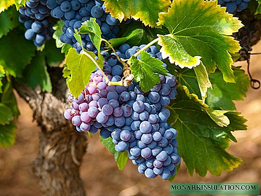 Frost-resistant Zilga grapes: features of cultivation