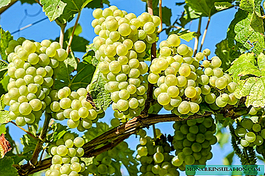 Muscat grape Rusbol: variety description with characteristics and reviews