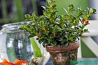 Nemantanthus - poisson rouge tropical dans nos pots de fleurs