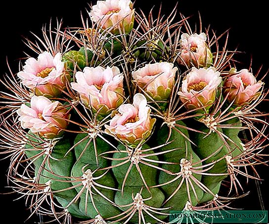 Ungewöhnlicher Cactus hymnocalicium: Arten, Fortpflanzung und Pflege zu Hause