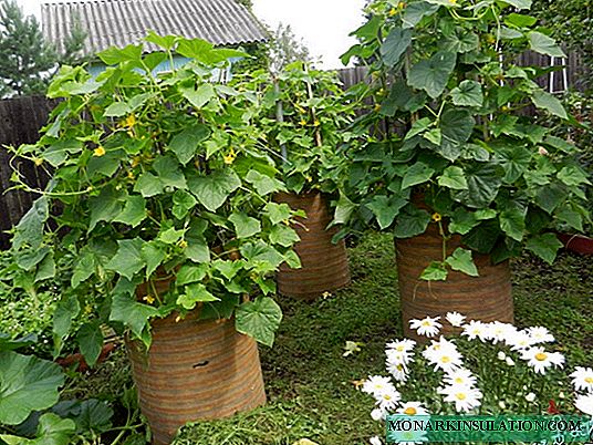 Una forma inusual de cultivar pepinos en un barril: ¿cómo obtener una buena cosecha?