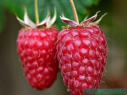 Ageless raspberry variety Kuzmina News