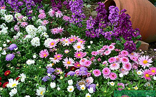 Variedades de flores de tamaño reducido para macizos de flores: una selección de las mejores opciones