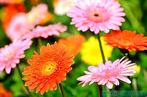 The nuances of planting and caring for garden gerberas