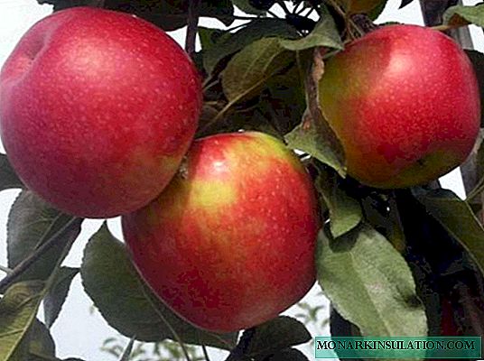 O pestovaní jablone Idared