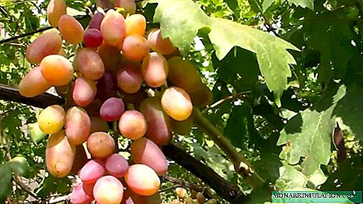 Sončno grozdje grozdja Preobrazba v vaši poletni koči