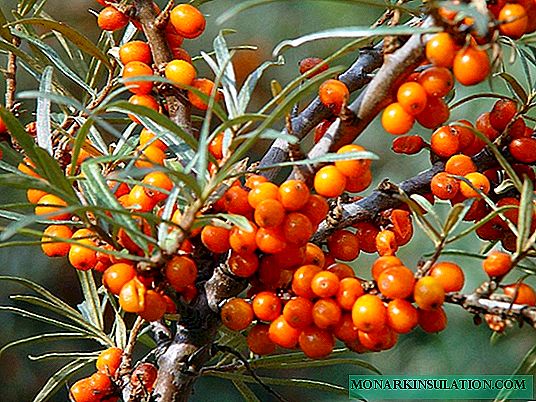 Sea buckthorn in the garden: the secrets of growing and breeding