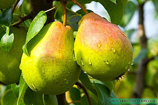 We process a pear from diseases and pests