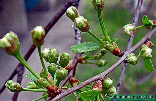 Prevenção e processamento de cerejas - o caminho para a saúde das árvores