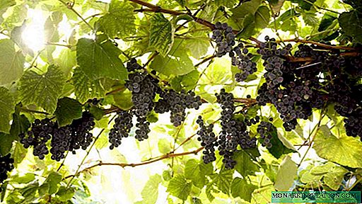 Procesamiento de uva con sulfato de hierro: control de enfermedades y medidas preventivas