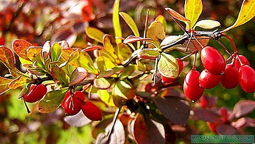 Barberry pruning: the right time, how to form a crown, curly pruning