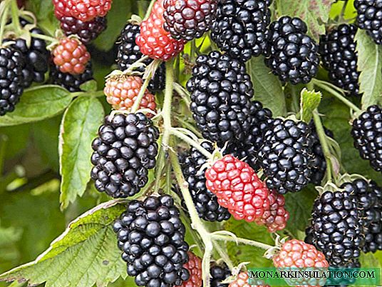 Pemangkasan blackberry musim semi untuk pemula: diagram dan petunjuk langkah demi langkah
