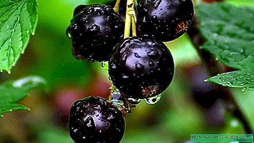 Poda y formación de un arbusto de grosella negra: características de la poda de primavera y otoño