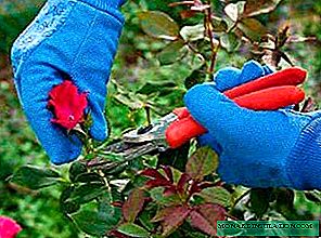 Pruning roses for the winter: how to do everything without harming the plant?
