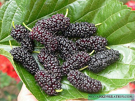 Mulberry pruning: methods, rules and tips