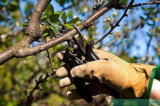 Cherry pruning: basic rules and processing features of different types