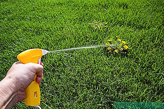 Overview of diseases and pests of the lawn: how to defend your lawn in an unequal battle?