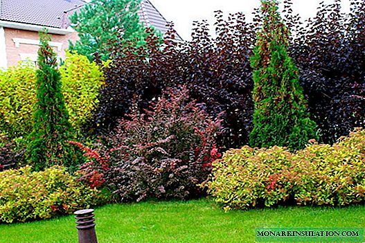 An overview of the best varieties of ornamental shrubs for arranging a garden