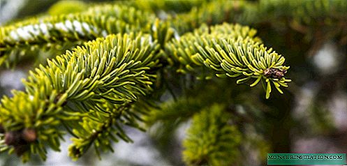 Overview of the best types and decorative varieties of spruce for growing in the garden