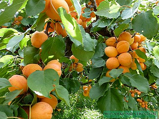 Aperçu des variétés d'abricot populaires