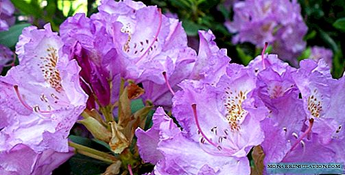 Overzicht van de mooiste soorten bloeiende rododendrons voor de tuin