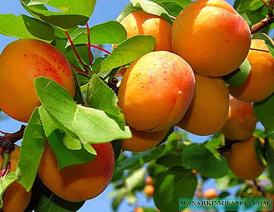Overzicht van abrikozenrassen voor Centraal-Rusland