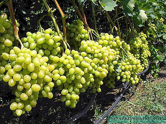 Descripción general de las uvas Arcadia: características básicas y matices de la tecnología agrícola