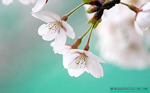 Once a year, gardens bloom, or like cherry blossoms