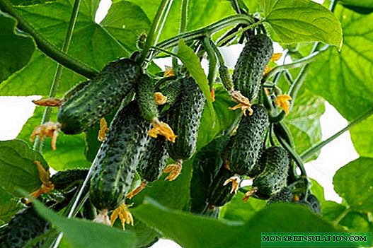 Cucumbers Siberian garland - a promising variety for different regions