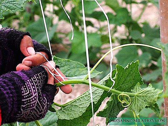 Cucumbers in the open ground: why and how to properly tie