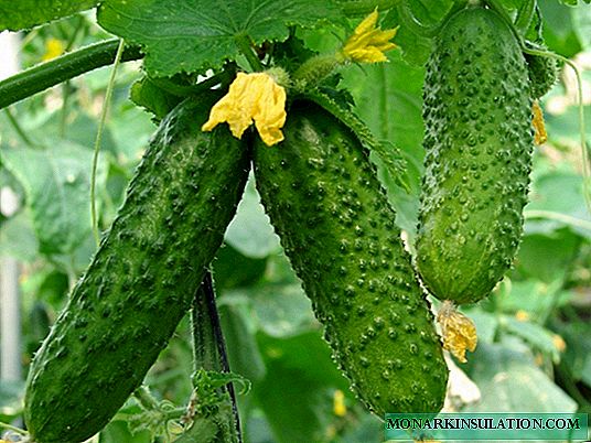 Cucumber German - an ultra-early vegetable!