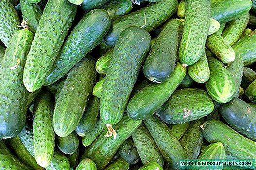 Cucumber Claudia: a favorite variety of gardeners