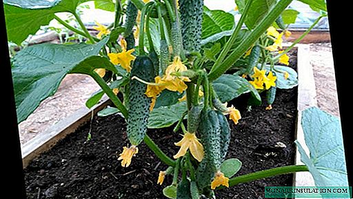 Coraje de pepino: un ramo de verdes fragantes