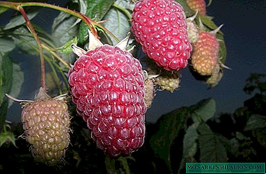 Description and features of the cultivation of Atlantis raspberry