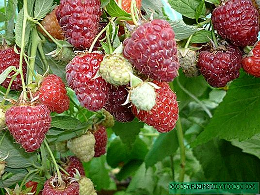 Description of raspberries Firebird, cultivation features