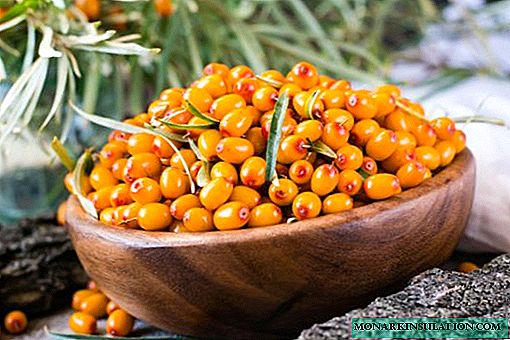 Descrizione dell'olivello spinoso e delle sue proprietà benefiche: varietà più popolari tra i giardinieri, i loro vantaggi e svantaggi.