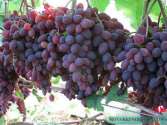 Descripción de las variedades de uva Kishmish radiantes, especialmente la siembra y el cultivo.
