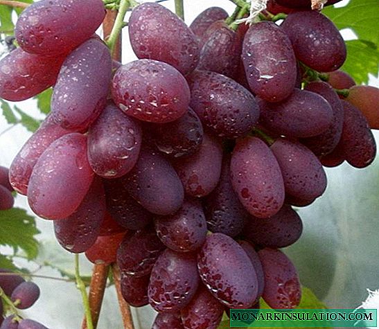 A Victoria szőlő leírása, különösen az ültetés és a termesztés