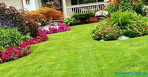 Do-it-yourself neat lawn: grass selection and planting rules