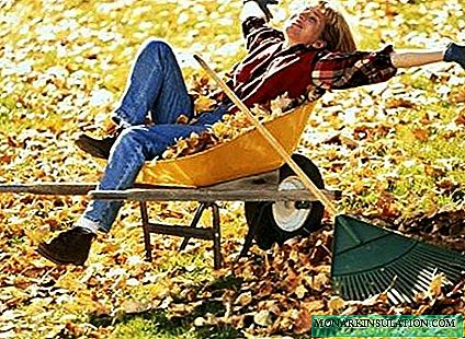 Autumn work in the garden: how to prepare your garden for winter cold?